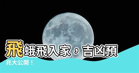 飛蛾 入屋|【飛蛾入屋預兆】飛蛾入屋大揭秘！吉凶預兆一次看透